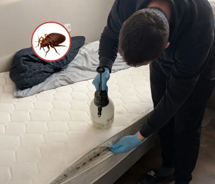 Technicien traitant un matelas contre les punaises de lit à Orly